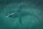 65-Foot ‘Kodiak Sharks’ Have Been Found in Lake Michigan?