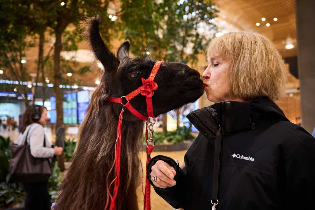 Lori Sackett, a woman in a black fleece jacket, appears to be kissing Beni the Llama.