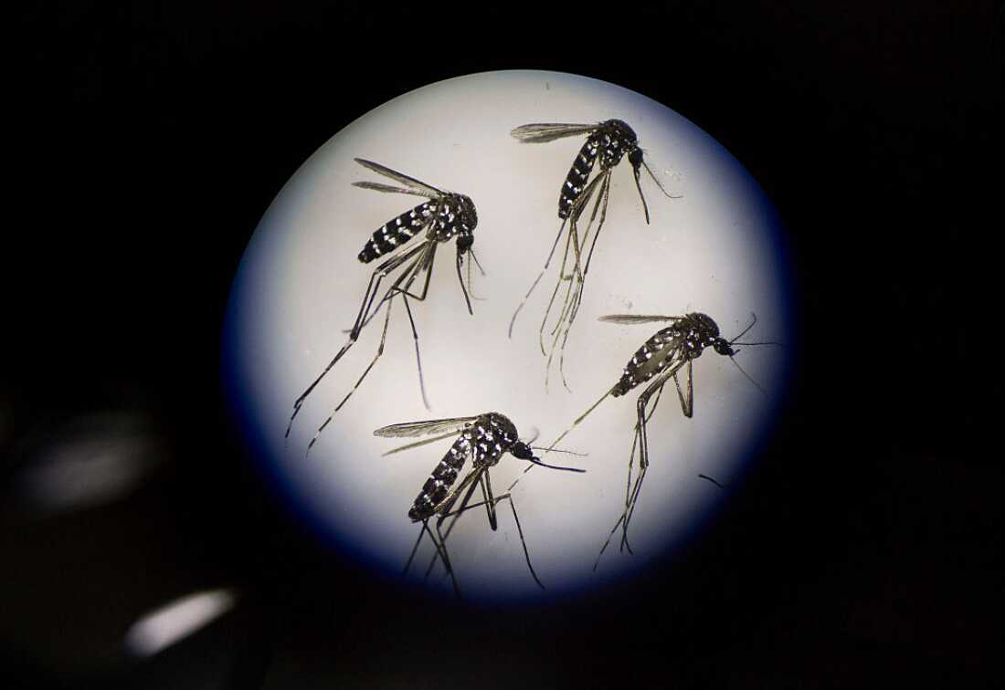 Adult females of a species of dengue-fever-spreading mosquito, Aedes albopictus, are examined under a microscope. 
