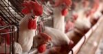 Are We Worried about Bird Flu?