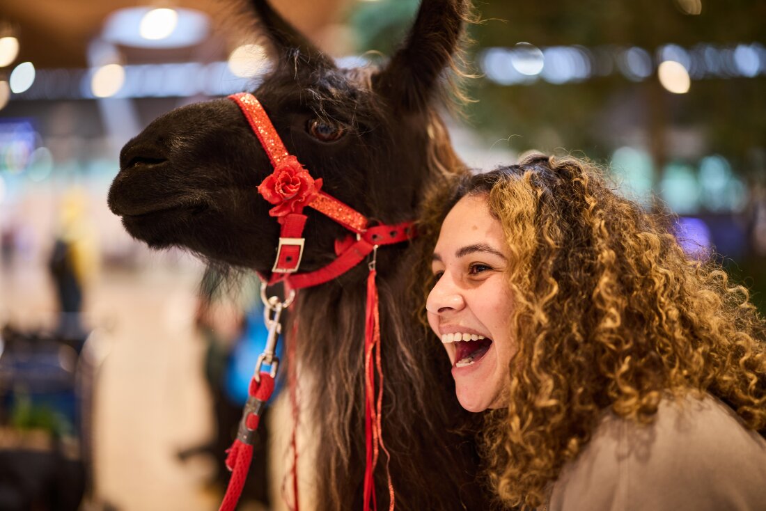 A young woman laughs and smiles as she hugs Beni the llama, who has a brown face and wavey, long fur. The animal is wearing a red harness with a flower. 