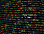 CRISPR technology helps identify essential noncoding RNAs within human genome.