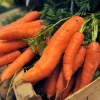 This picture taken on November 12, 2008 in Herouville-st-Clair, Normandy, of small carrots.