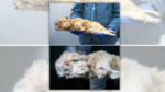 Pictures Present 26,000-12 months-Previous Preserved Lion Cub?