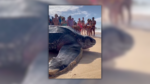 Video Authentically Reveals ‘Largest Turtle in World’ Shuffling Alongside Seaside?