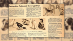 Sears Catalogs Once Offered Monkeys and Donkeys for Sale?