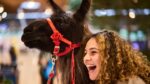 Anxious on the Portland airport? Beni the Llama is right here for you, spreading pleasure