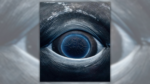 Image of Humpback Whale Eye?