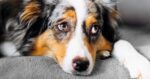 What Are The Warning Signs Of Salmonella or E. Coli Infection in Dogs?